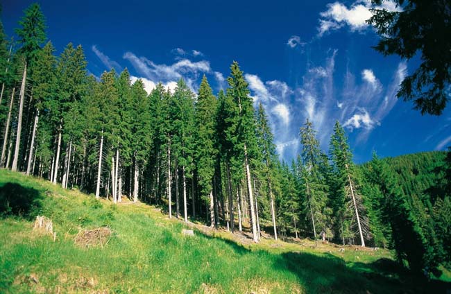Energia dal legno, tavolo interministeriale per valorizzare filiera Energia dal legno Superfice forestale Foresta foreste