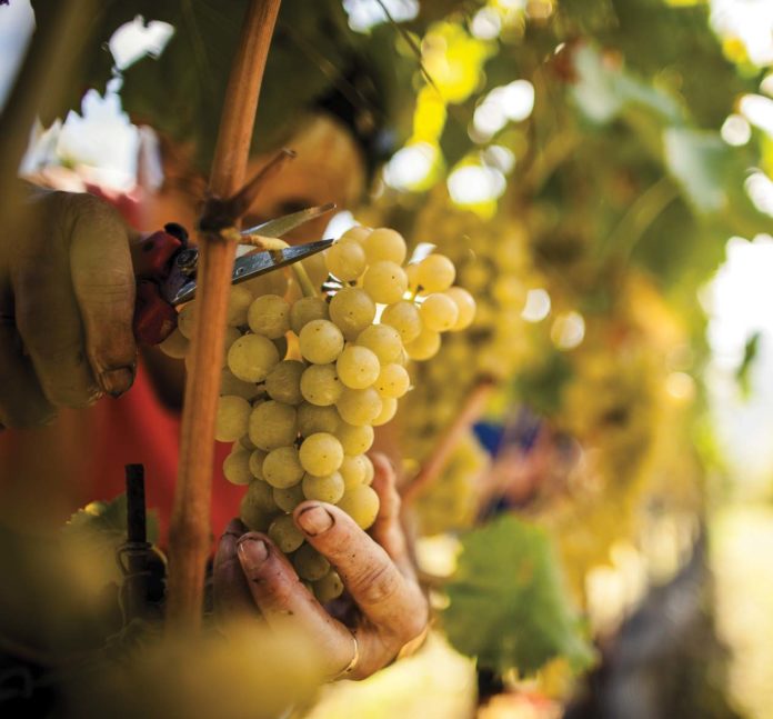 La vendemmia stacco grappolo (EOS_Florian Andergassen) vendemmia 2026 vendemmia 2022