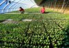 Due cinesi inserite nell’elenco delle “100 eroine” della FAO
